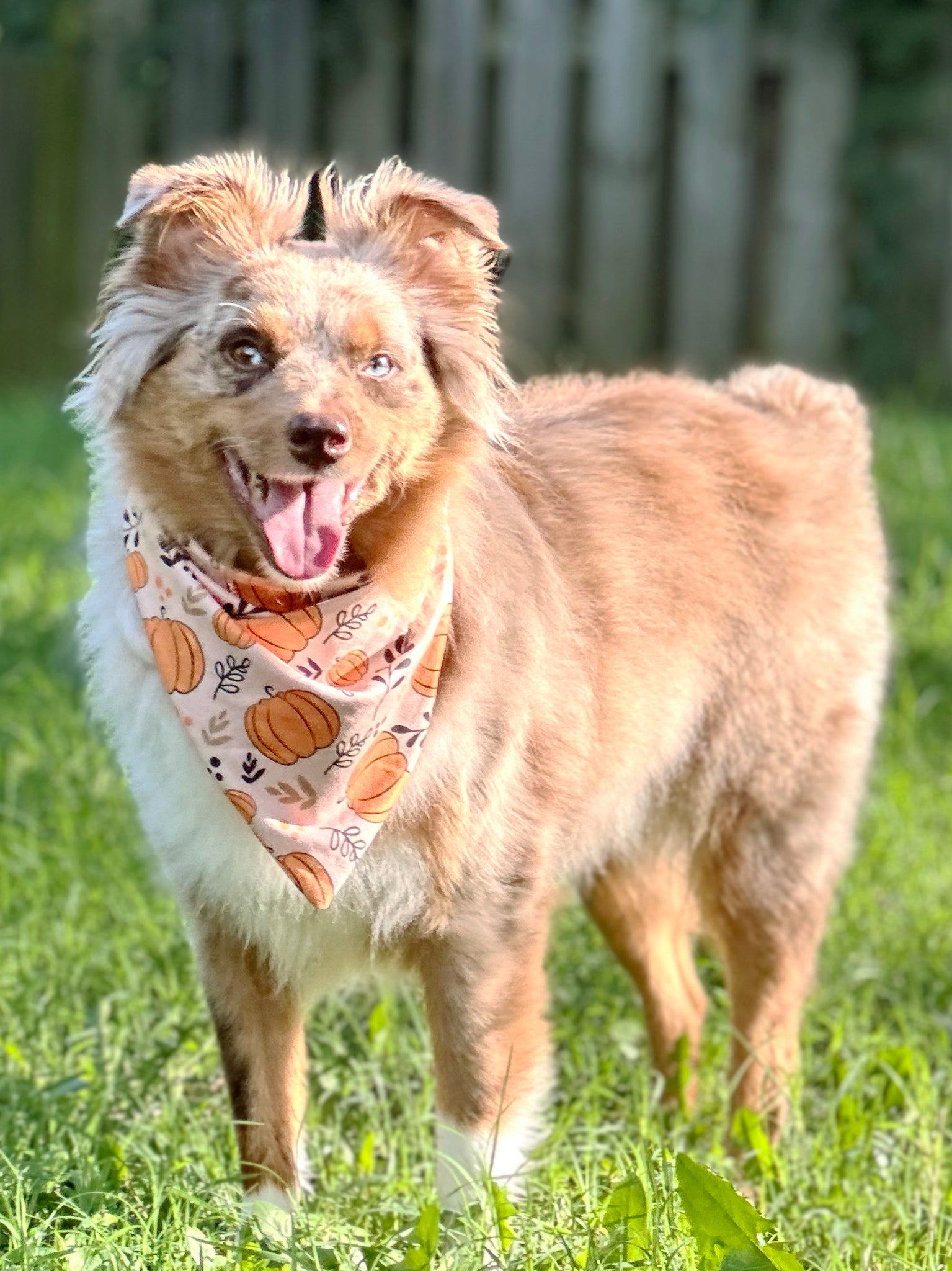 Pumpkin Bandanas - Marie Nicole Clothing